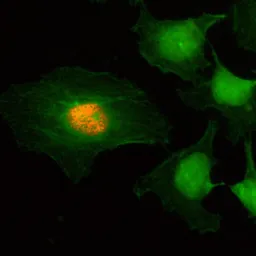 Anti-Histone H2A/H4 (phospho Ser1) antibody [RM216] used in Immunocytochemistry/ Immunofluorescence (ICC/IF). GTX33601