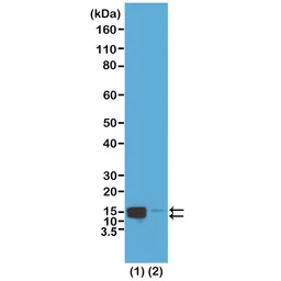 Anti-Histone H2A/H4 (phospho Ser1) antibody [RM216] used in Western Blot (WB). GTX33601