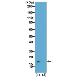 Anti-Histone H3K9me3S10ph (Tri-methyl Lys9 / phospho Ser10) antibody [RM162] used in Western Blot (WB). GTX33602