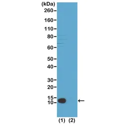 Anti-Histone H4 (Tri-Methyl Lys20) antibody [RM208] used in Western Blot (WB). GTX33603