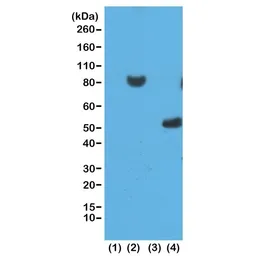 Anti-6X His tag antibody [RM146] used in Western Blot (WB). GTX33607