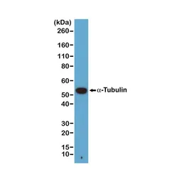 Anti-alpha Tubulin antibody [RM113] used in Western Blot (WB). GTX33609
