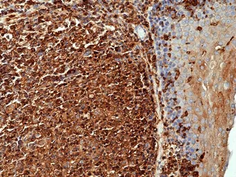 Anti-beta Actin antibody [RM112] used in IHC (Paraffin sections) (IHC-P). GTX33610
