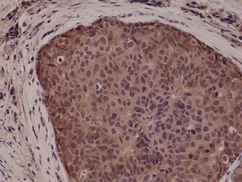 Anti-p38 MAPK antibody [RM245] used in IHC (Paraffin sections) (IHC-P). GTX33621