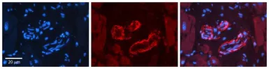 Anti-Sprouty 2 antibody used in IHC (Paraffin sections) (IHC-P). GTX33687
