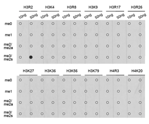 Anti-Histone H3R2me2 (Symmetric Di-methyl Arg2) antibody used in Dot blot (Dot). GTX33905