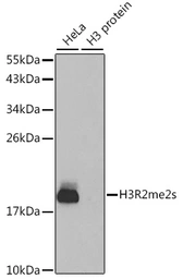 Anti-Histone H3R2me2 (Symmetric Di-methyl Arg2) antibody used in Western Blot (WB). GTX33905