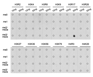 Anti-Histone H3R17me2 (Symmetric Di-methyl Arg17) antibody used in Dot blot (Dot). GTX33907