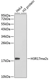 Anti-Histone H3R17me2 (Symmetric Di-methyl Arg17) antibody used in Western Blot (WB). GTX33907