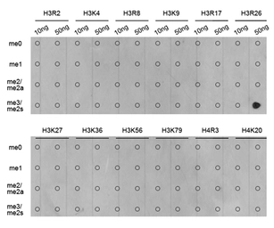 Anti-Histone H3R26me2 (Symmetric Di-methyl Arg26) antibody used in Dot blot (Dot). GTX33908