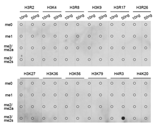 Anti-Histone H4R3me2 (Symmetric dimethyl Arg3) antibody used in Dot blot (Dot). GTX33909