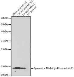 Anti-Histone H4R3me2 (Symmetric dimethyl Arg3) antibody used in Western Blot (WB). GTX33909