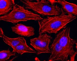 Anti-MYH9 antibody [SF9] used in Immunocytochemistry/ Immunofluorescence (ICC/IF). GTX33939