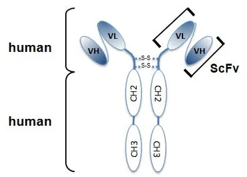 Anti-MYH9 antibody [SF9] used in  (). GTX33939