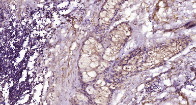 Anti-CD28 antibody used in IHC (Paraffin sections) (IHC-P). GTX33959