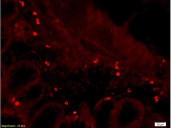 Anti-CD28 antibody used in IHC (Paraffin sections) (IHC-P). GTX33959