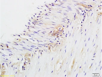 Anti-CD28 antibody used in IHC (Paraffin sections) (IHC-P). GTX33959