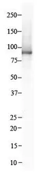 Anti-Integrin beta 8 antibody used in Western Blot (WB). GTX33960