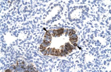 Anti-Mxi1 antibody used in IHC (Paraffin sections) (IHC-P). GTX33961