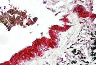 Anti-Mxi1 antibody used in IHC (Paraffin sections) (IHC-P). GTX33961