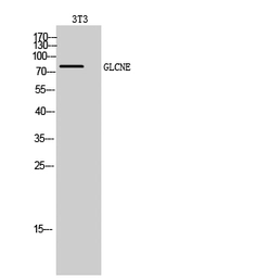 Anti-GLCNE antibody used in Western Blot (WB). GTX33966