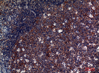 Anti-CD42d antibody used in IHC (Paraffin sections) (IHC-P). GTX33967