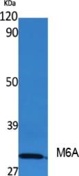Anti-GPM6A antibody used in Western Blot (WB). GTX33968