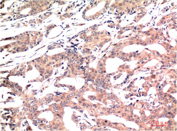 Anti-GSK3 beta antibody [1A6] used in IHC (Paraffin sections) (IHC-P). GTX33980