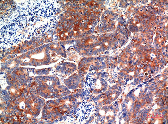 Anti-GSK3 beta antibody [1A6] used in IHC (Paraffin sections) (IHC-P). GTX33980