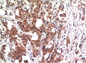 Anti-GSK3 beta antibody [2C6] used in IHC (Paraffin sections) (IHC-P). GTX33981