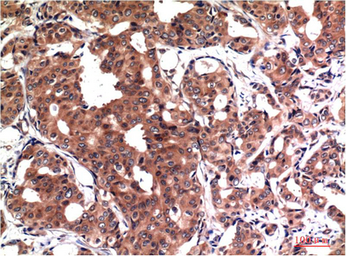Anti-GSK3 beta antibody [4D2] used in IHC (Paraffin sections) (IHC-P). GTX33982
