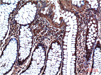Anti-GSK3 beta antibody [4D2] used in IHC (Paraffin sections) (IHC-P). GTX33982