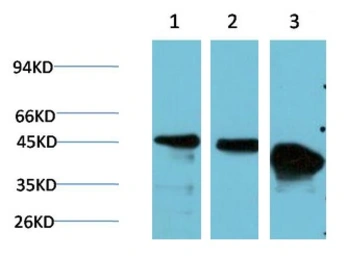 Anti-GSK3 beta antibody [4D2] used in Western Blot (WB). GTX33982