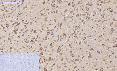 Anti-HDAC1 antibody [4E1] used in IHC (Paraffin sections) (IHC-P). GTX33988