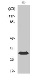 Anti-HLA-DOB antibody used in Western Blot (WB). GTX33992