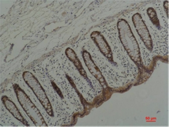 Anti-Hsp90 alpha antibody [1F6] used in IHC (Paraffin sections) (IHC-P). GTX33995