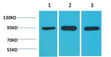 Anti-Hsp90 alpha antibody [1F6] used in Western Blot (WB). GTX33995