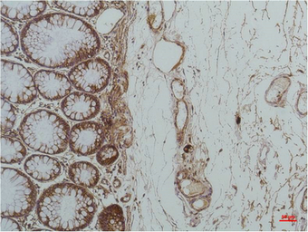 Anti-Grp78 antibody [10C9] used in IHC (Paraffin sections) (IHC-P). GTX33997