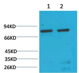 Anti-Grp78 antibody [10C9] used in Western Blot (WB). GTX33997