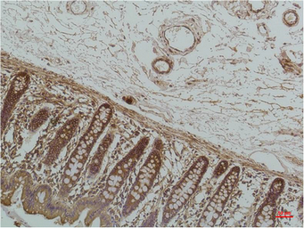 Anti-Grp78 antibody [8G3] used in IHC (Paraffin sections) (IHC-P). GTX33998
