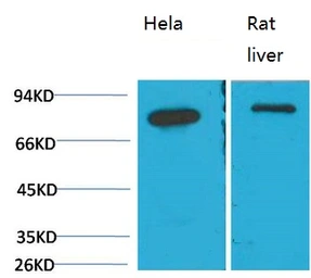 Anti-Grp78 antibody [8G3] used in Western Blot (WB). GTX33998
