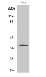 Anti-Apolipoprotein F antibody used in Western Blot (WB). GTX34008