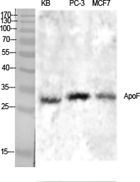Anti-Apolipoprotein F antibody used in Western Blot (WB). GTX34008
