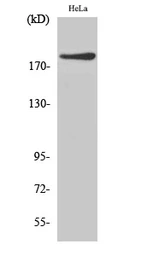 Anti-IQGAP1 antibody used in Western Blot (WB). GTX34018