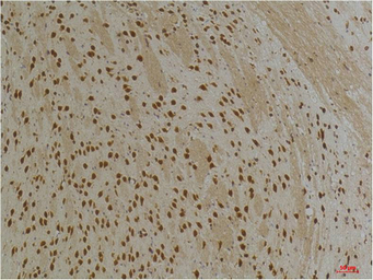 Anti-KCNG3 antibody used in IHC (Paraffin sections) (IHC-P). GTX34023