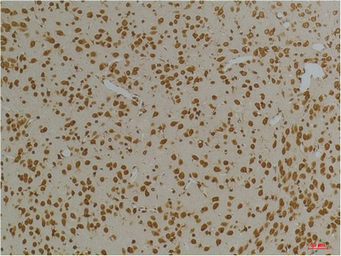 Anti-KCNG3 antibody used in IHC (Paraffin sections) (IHC-P). GTX34023
