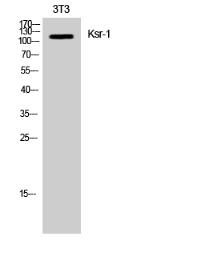 Anti-KSR1 antibody used in Western Blot (WB). GTX34028