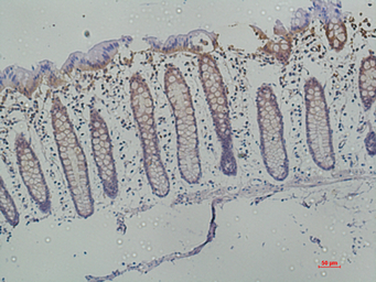 Anti-Galectin 3 antibody [6B8] used in IHC (Paraffin sections) (IHC-P). GTX34030