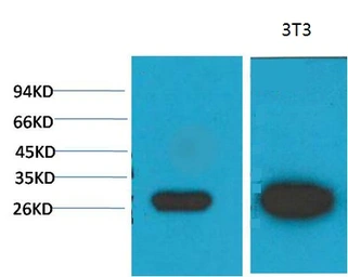 Anti-Galectin 3 antibody [8D7] used in Western Blot (WB). GTX34031