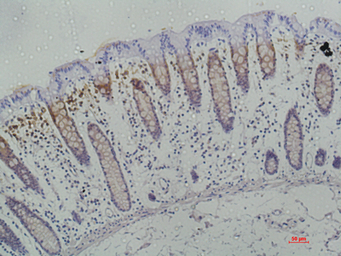 Anti-Galectin 3 antibody [1H4] used in IHC (Paraffin sections) (IHC-P). GTX34035